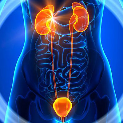 Renal And Urinary